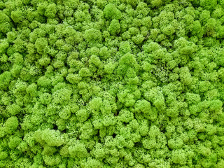 Dried green 3d algae background