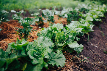 green lettuce plant growing in the vegetable garden . Concept farm production on eco and bio farm.