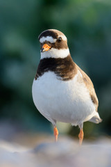 Sandregenpfeifer am Strand im Brutrevier