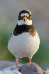 Fototapeta premium Sandregenpfeifer am Strand im Brutrevier