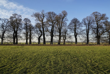 Obraz premium landscape with trees