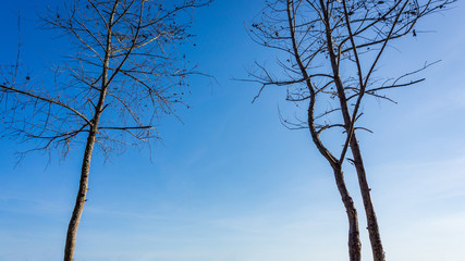 Bough tree on blue sky