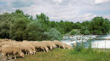 sheep flock at river Lech - Schafherde im Auwald am Lech