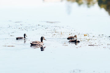 Family of ducks: mother with ducklings on the lake in the summer.