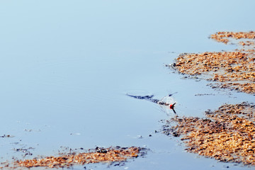float fluctuates, the fish crucian carve on the lake.