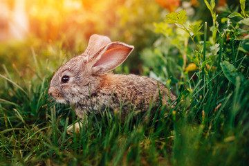 Little rabbit on the grass farm of pets. Sunset