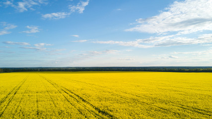 Field with blooming Canola in spring. Aerial photo