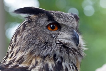 Uhu (Bubo bubo) close-up