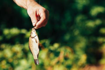 Male fisherman professional holds a crucian in his hand, caught on a fishing line and bait worm, concept lake, rest of the guys.
