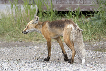 ADULT RED FOX ON GRAVEL ROAD STOCK IMAGE