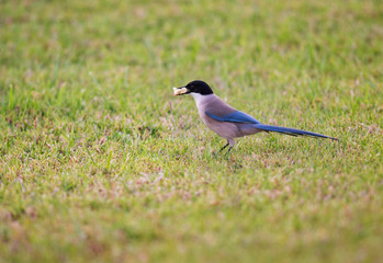 Cyanopica Cyanus - Pega-Azul eating bread in Alvor, Algarve, Portugal.