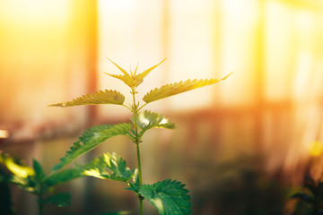 Nettle green in the sun, concept traditional recipes from the eco-farm.