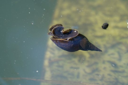 Eine Spitzschlammschnecke (Lymnaea stagnalis) weidet an der Wasseroberfläche