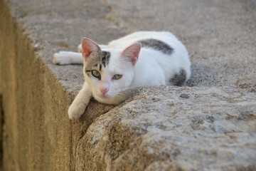 Süße Katze