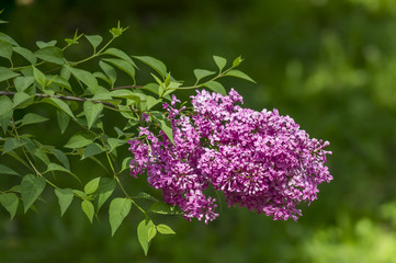 violet lilac on green background closeup