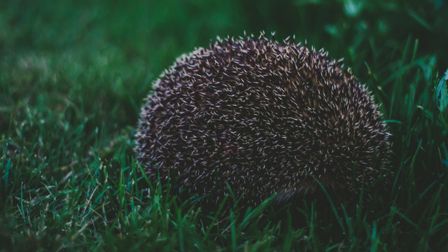 Hedgehog