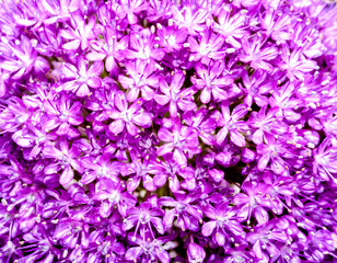 Close up of Summer Blossom
