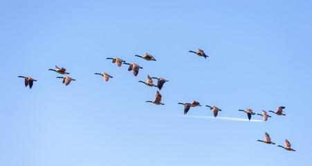 Canadian Geese in Flight. Migrating Canada Geese live in a great many habitats near water, grassy fields, and grain fields. They often fly in a 