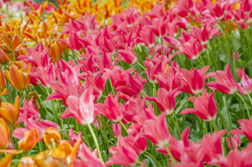 field of orange and pink tulips