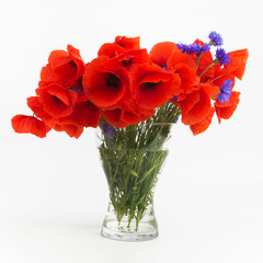 Bouquet of poppies in glass vase on white