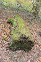 山中の朽ちた倒木(宮城県)