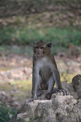 Ein Affe im Wald