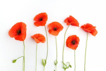 Plakat Red poppy flowers in a row on white. Flat lay. Top view