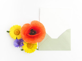 envelope with meadow flowers and red poppies, green leaves on white background. Top view. Flat lay