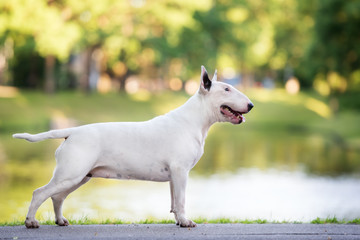 english bull terrier dog standing outdoors