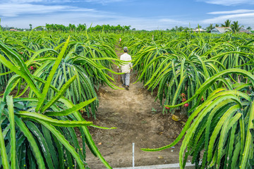 Old man harvests dragonfruit in field