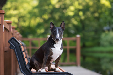 english bull terrier dog posing outdoors