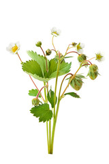 Strawberry and young berries isolated on white