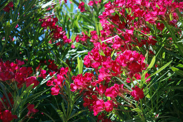 Bosquets fleuris au cœur de Saint-Tropez