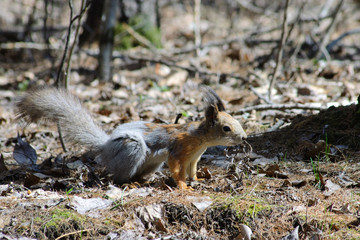 Squirrel sniffs at a treat