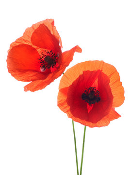 Red poppy flower isolated on a white