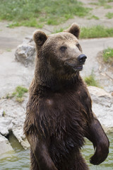 Fototapeta na wymiar Brown bear stands on the back legs in the water