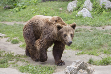 Obraz na płótnie Canvas Brown bear is walking on a sunny day