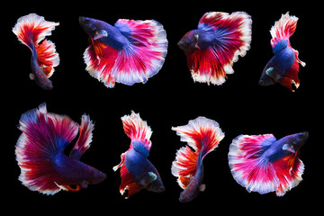 collection of betta fish isolated on black background.