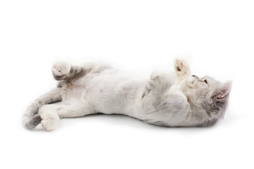 cat white background or isolated