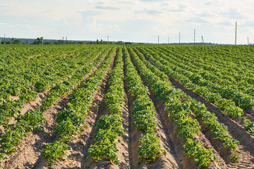 Fototapeta na wymiar Rows on the field. Agricultural landscape in the summer time