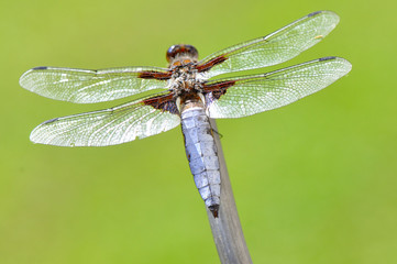 Odonata (libellule)