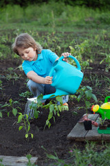 child pours fresh sprouts from the watering can in the summer garden.