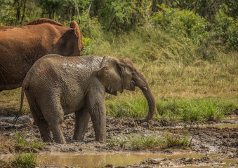 African savannah elephant mother with her child at a waterhole at the Hluhluwe iMfolozi Park