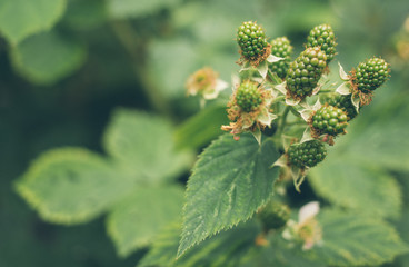 Blackberry Growing on Bush