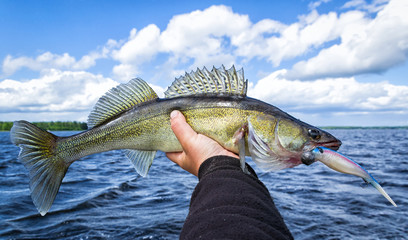 Summer walleye fishing in Sweden - 162426685