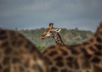 Giraffes at the woodland of the Hluhluwe iMfolozi Park