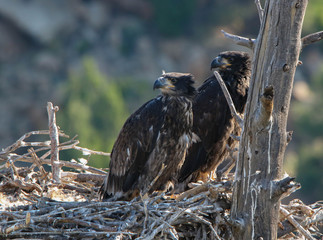 Baby Eagles