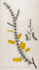 Mimosa Verticillata. Date: 1790