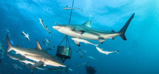Fototapeta premium Blacktip reef shark