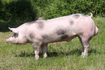 Young pietrian breed pig on natural environment